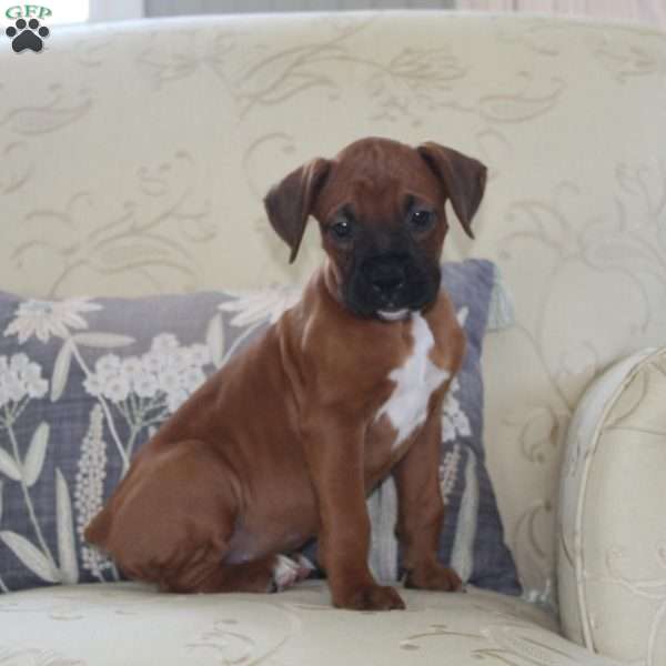 Dodge, Boxer Puppy